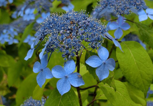 あじさい みちのくあじさい園 クチコミ・アクセス・周辺情報｜一関 - フォートラベル