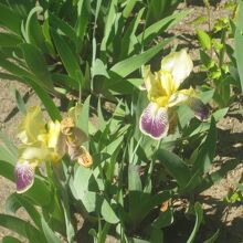 花壇のお花の一例