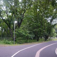 朝霞の公園どうりの西側には、朝霞の森の自然の姿がそのままです