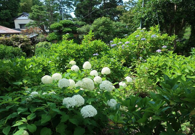 水戸のあじさいまつり