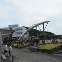 くじらの博物館シロナガスクジラ骨格標本