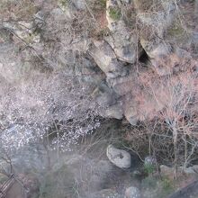 磊々峡の桜