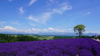 7月になってからの方が良かったですね