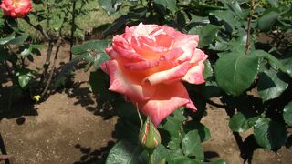 四季折々の草花に出会える