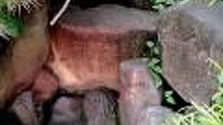 池袋地名の由来に復元した池も涸れ