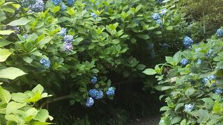 アジサイの道