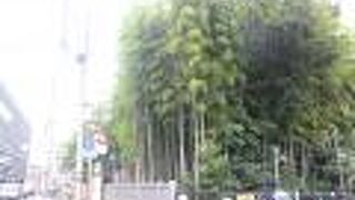 国道沿いにある竹林