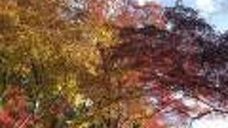 紅葉真っ盛り