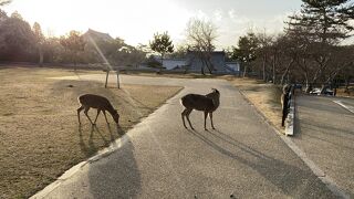 奈良の鹿