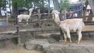 かわいい動物たち