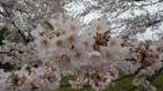 川沿いにサクラ