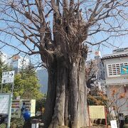 浅草寺のご神木なのです。