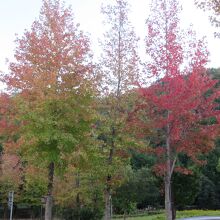 紅葉し始めた光景が運転の疲れを癒やしてくれました