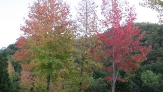 一見何もないPAですが、素敵な紅葉を見られました!