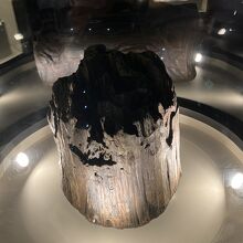 柱に使われた栗の木（5000年の昔…）
