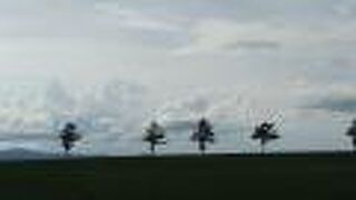 大空町にある木が一直線に立つ美しい丘