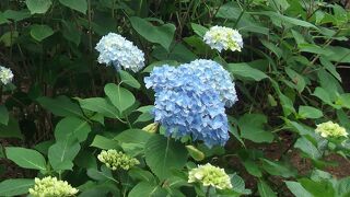 みごとなあじさい