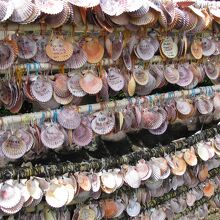 あっぱ貝に願いを描いて奉納します