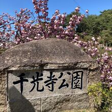 八重桜が綺麗