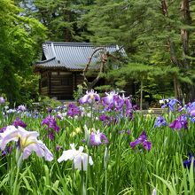 全体図はグラデーションがすんばらしい