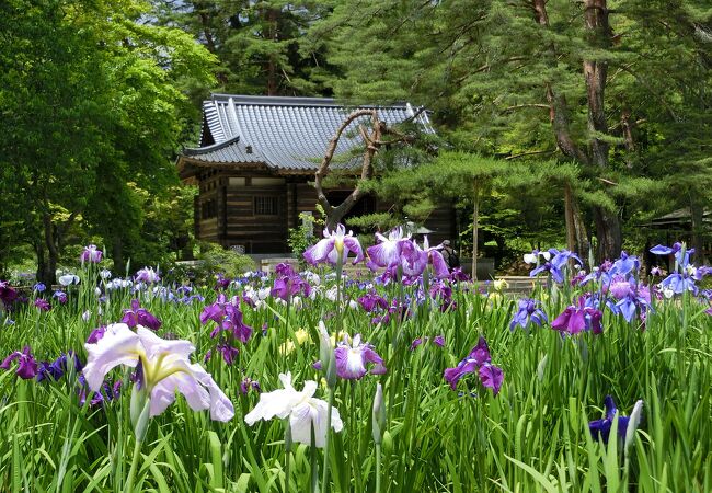 毛越寺あやめまつり