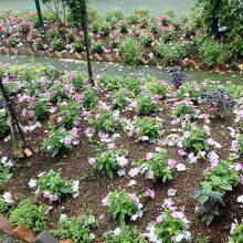 きれいな花もたくさん