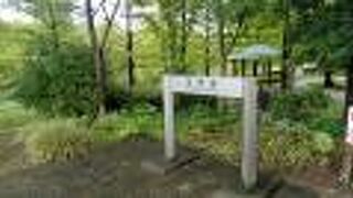 様々な植物のある道を歩けます