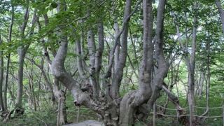 中島台レクリエーションの森