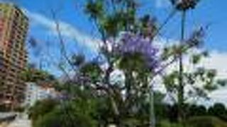 熱海の初夏を告げる紫色の「ジャカランダ」