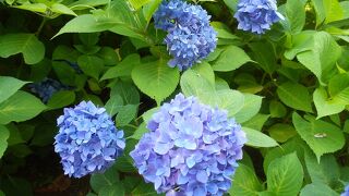 あじさいも美しい