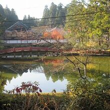 蓮はありませんが、池の水を見ていると落ち着きます