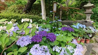 長谷寺の紫陽花は、スゴイ