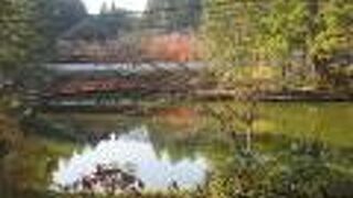 見渡しても蓮が見当たりませんが？