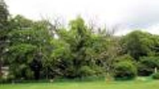 森には見えませんでした。