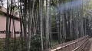 綺麗な竹林に誘われて