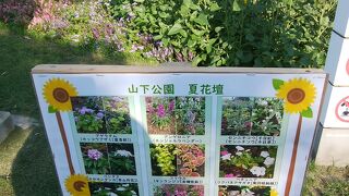 お花がいっぱい