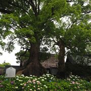 足元に紫陽花がある