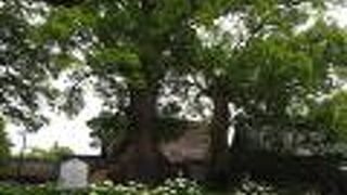 足元に紫陽花がある