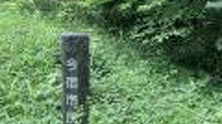 山菜が取れそうな森です