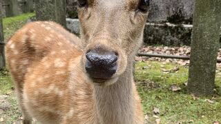 大好き♡ 奈良の鹿
