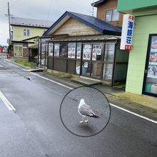 ゴメも道路を歩くのか？