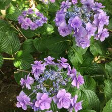 シーボルト植物園