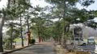 参道わきの松並木