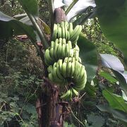 シンガポール植物園 