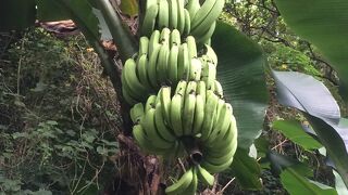 シンガポール植物園 