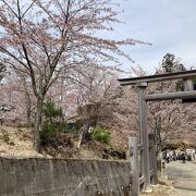 今年の桜は早かった