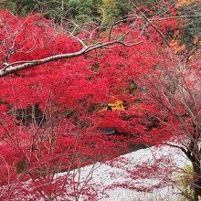 テラスから見た日高川と紅葉に感動!