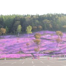 一面がピンク色の芝ざくら滝上公園