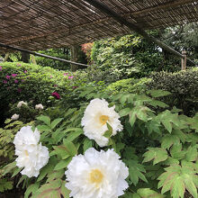 牡丹が満開でした