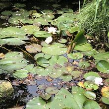 蓮と蛙を撮りましたが上手くない　ちょっと汚い沼みたい